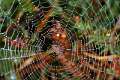 Araneidae_0846 2